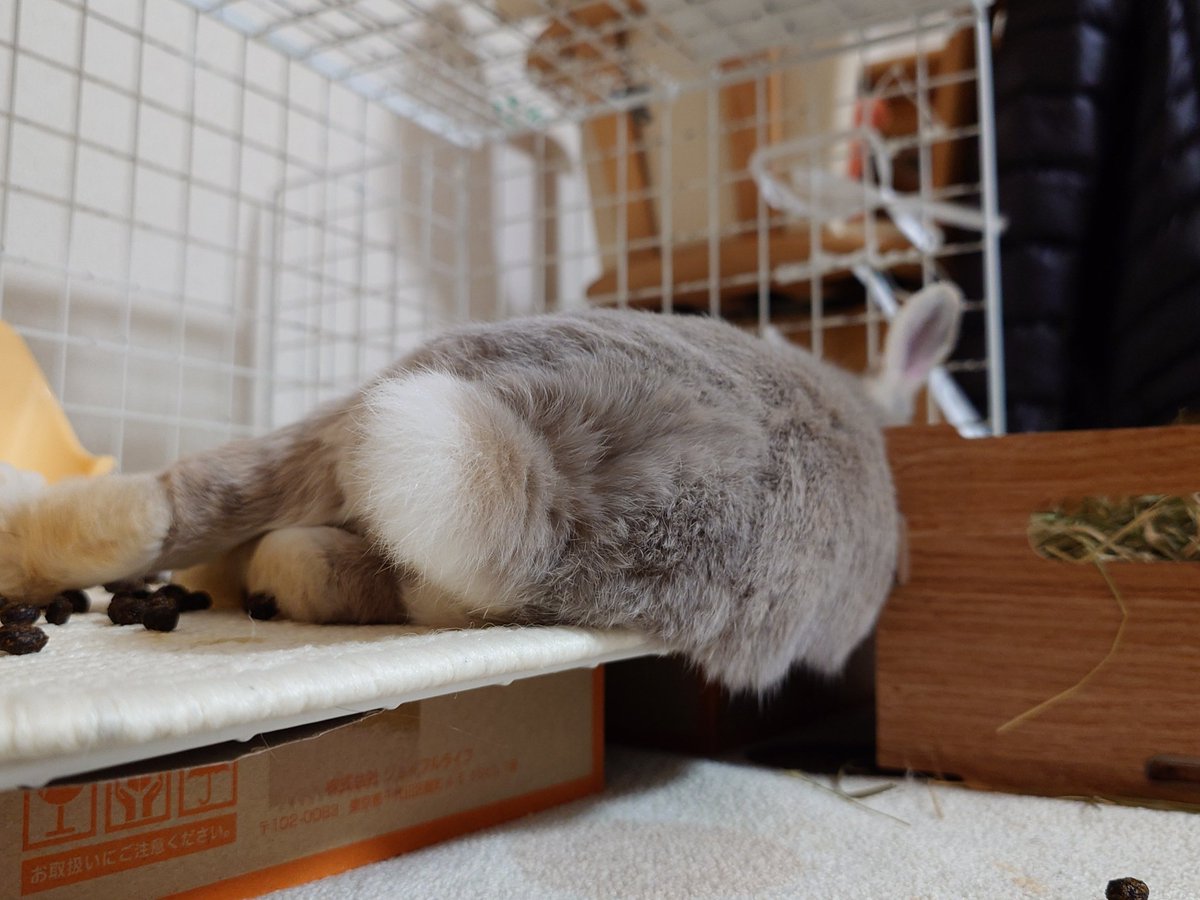 halotantan's tweet photo. 実家帰省中の簡易ハウスからはみ出すちゃちゃさん https://t.co/LTbsyf7Fpl