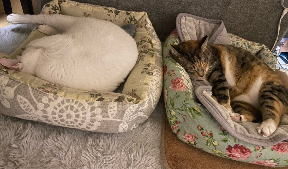 chupiy1's tweet photo. 冬に柄違いで買った猫ベッド
仲良く並んで寝てくれてるけど、暑くなったらまたバラバラで寝るのかなぁ
楽も滿も猫なのに宝介の事が好きだからなぁ https://t.co/rmrZ4OqJjx