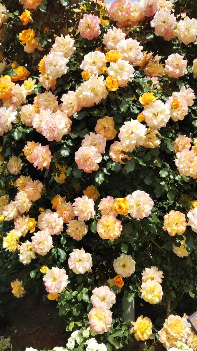 lanlan_lanka's tweet photo. こげんたちゃん🌈で自由に遊べていますか？
こちらは動物たちの命の重さがまだまだ軽んじられ、思うように法律が動かず悔しい思いをしています。

こげんたちゃん、忘れないからね。
小さい声でも上げて行くからね。

#こげんたちゃん 
#こげんたちゃん命日 
#こげんたちゃんを忘れない https://t.co/vzKfOaqO7B