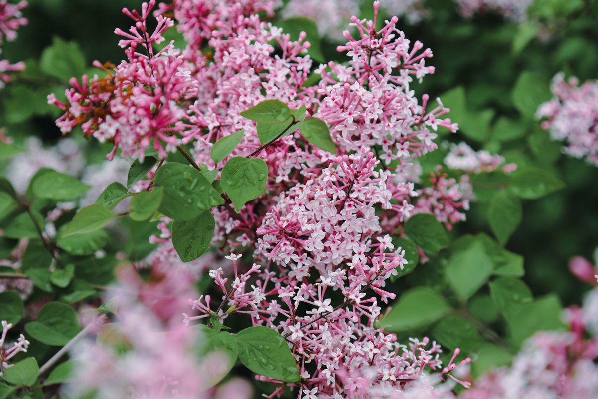 NBGGEO's tweet photo. 🌟 Let us introduce several unique and outstanding specimens from our Syringarium 
🌸 S. pubescens subsp. microphylla ‘Superba’
🌸 S. vulgaris ‘Krasavitsa Moskvy’
🌸 S. vulgaris ‘Sensation’
🌸 S. vulgaris ‘Monge’
🌿 Lilac flowering in the Botanical Garden lasts until mid-May https://t.co/mSvKTn4HZ6