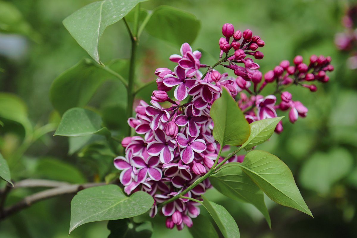 NBGGEO's tweet photo. 🌟 Let us introduce several unique and outstanding specimens from our Syringarium 
🌸 S. pubescens subsp. microphylla ‘Superba’
🌸 S. vulgaris ‘Krasavitsa Moskvy’
🌸 S. vulgaris ‘Sensation’
🌸 S. vulgaris ‘Monge’
🌿 Lilac flowering in the Botanical Garden lasts until mid-May https://t.co/mSvKTn4HZ6