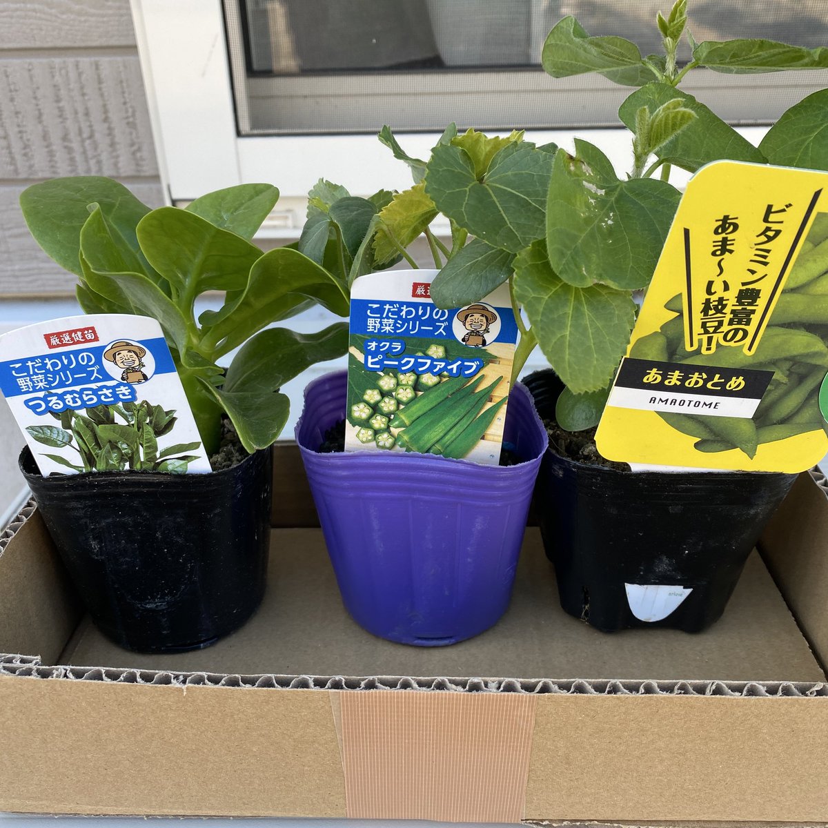 RinnNe66's tweet photo. 家庭菜園、植え付け完了！
右上から時計回りにオクラ、モロヘイヤ、枝豆、ツルムラサキ、キュウリ、ズッキーニ、トマト2種
こどもの日仕様で鯉のぼりも付けました！😆 https://t.co/ApC4nh9JAZ