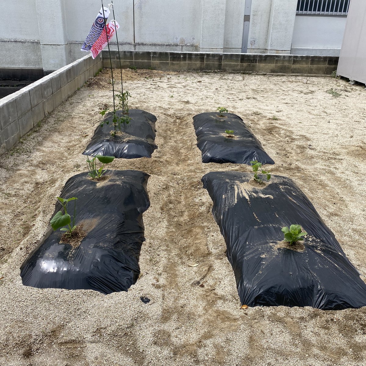RinnNe66's tweet photo. 家庭菜園、植え付け完了！
右上から時計回りにオクラ、モロヘイヤ、枝豆、ツルムラサキ、キュウリ、ズッキーニ、トマト2種
こどもの日仕様で鯉のぼりも付けました！😆 https://t.co/ApC4nh9JAZ