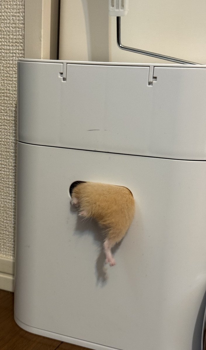 ほたて🐹 tweet media