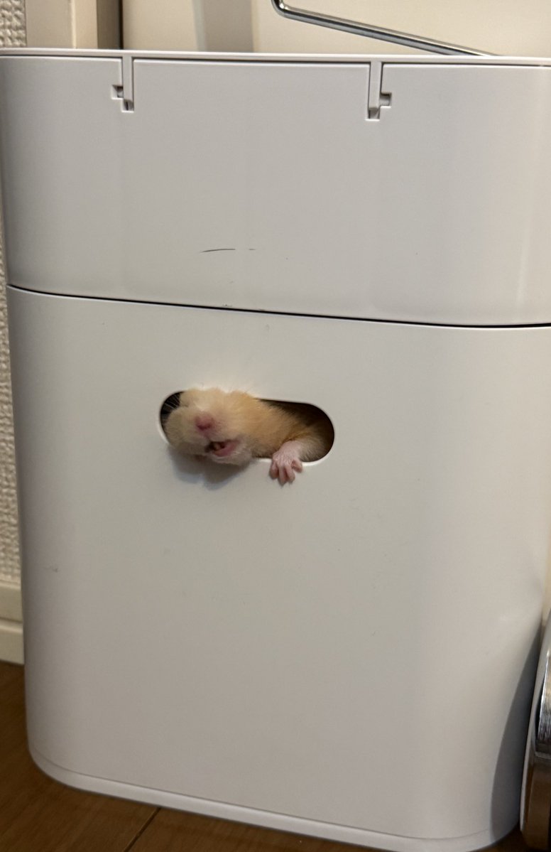 ほたて🐹 tweet media