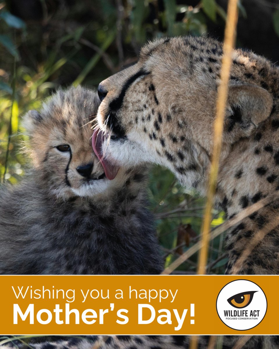 wildlifeact's tweet photo. This Mother's Day, we find ourselves thinking about the mothers we are privileged to observe in the field every day.

To everyone who has ever loved fiercely and shown up consistenly without recognition: this day is for you.

Happy Mother's Day from the Wildlife ACT team! https://t.co/7IOrSWSmyH