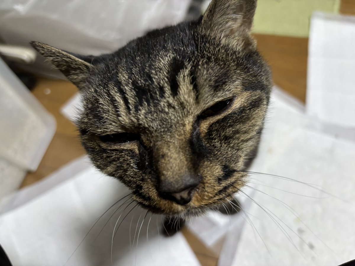 つきの🌙ゆい🐈 tweet media