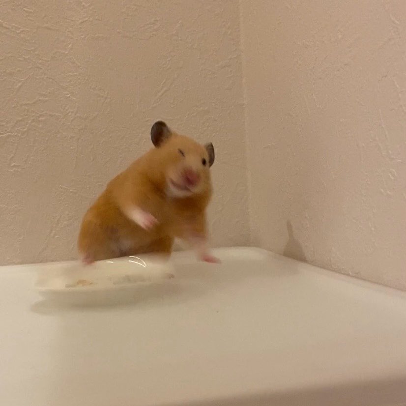 今日でGWが終わるので悲しむ飼い主の目の前で
無邪気に皿を叩きつけて遊んでるムギちゃんww

#ハムスター