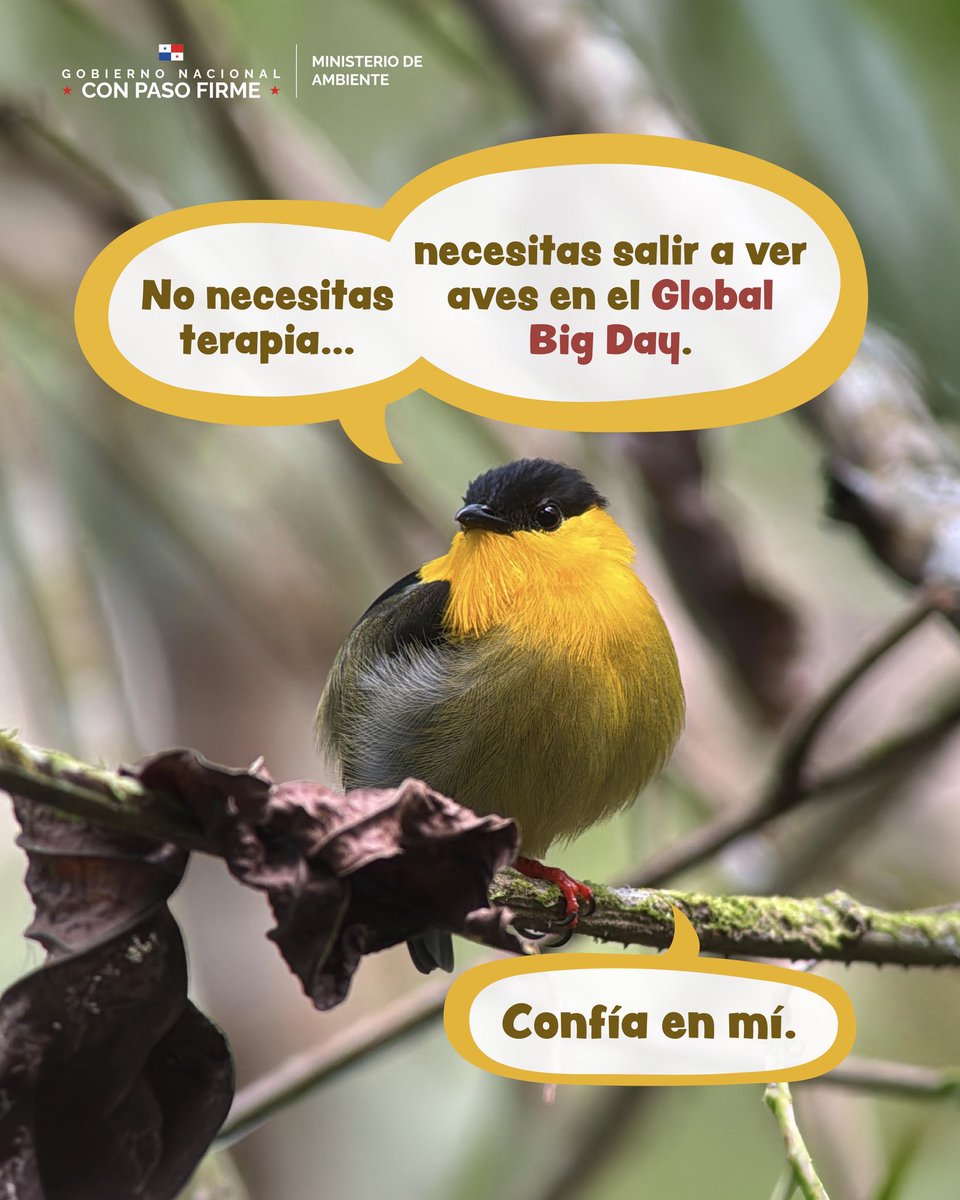 MiAmbientePma's tweet photo. ¡Este sábado 9 de mayo es el día perfecto para reconectar con la naturaleza!

Únete al Global Big Day y sal a descubrir cantos de aves, colores vibrantes, aire puro y vida en movimiento. 🦉🦅👀 https://t.co/gHUX7ynsKn
