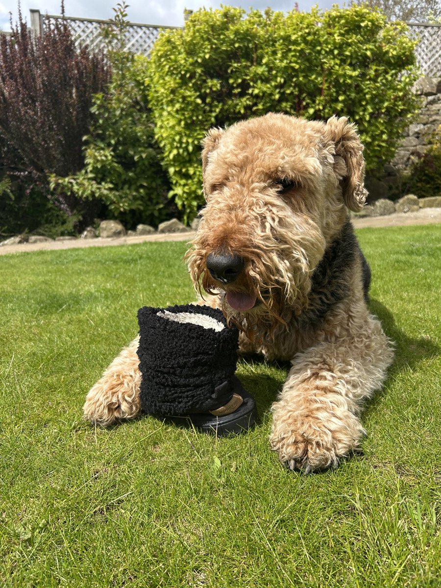 Marcuspdm's tweet photo. The price for the safe return of you slipper mum is one sausage.
Phew, they are a bit whiffy 🤧 https://t.co/v2tJPRk9C4