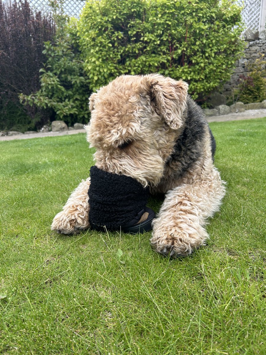 Marcuspdm's tweet photo. The price for the safe return of you slipper mum is one sausage.
Phew, they are a bit whiffy 🤧 https://t.co/v2tJPRk9C4