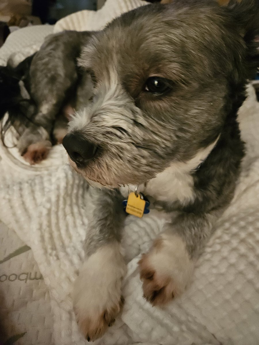 charlbeard12's tweet photo. @JackJackJournal @sharonreigel Buddy says hi from one bendy paw to another.  😉 https://t.co/T8KLJUb3nI