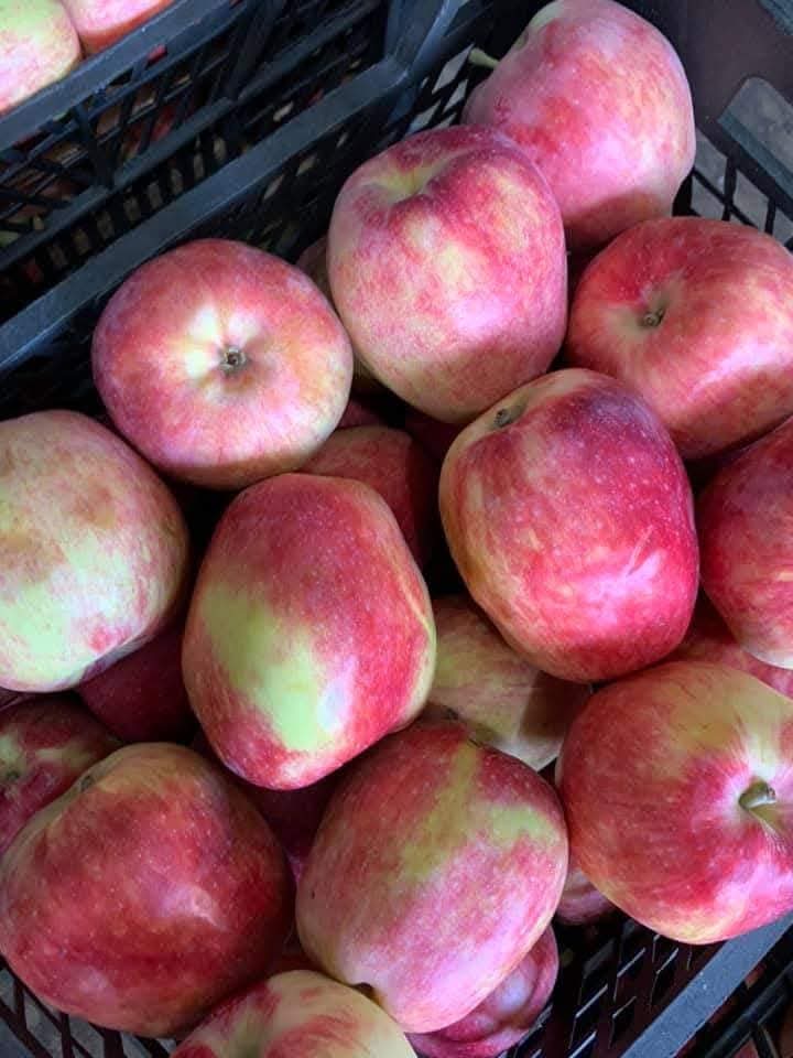 Ma_Mostafa12's tweet photo. Egyptian Apple 🍎 https://t.co/U9dl0sLh01