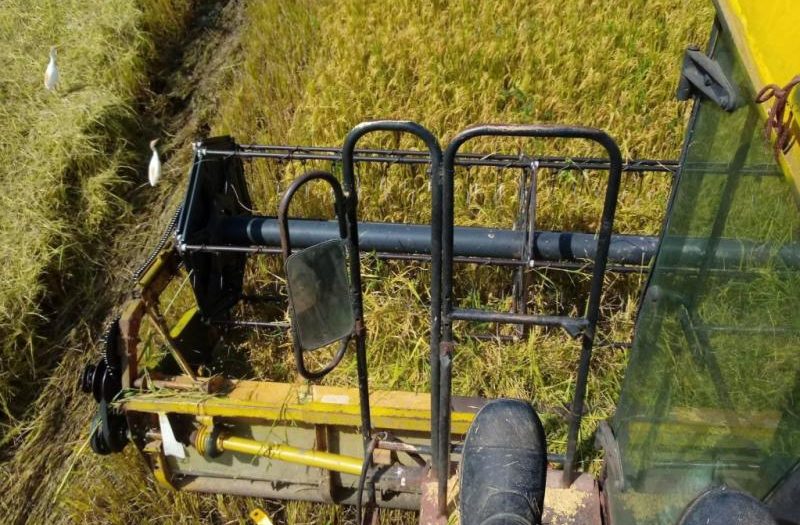 RadioSSp's tweet photo. 🌾Con la mirada puesta en los primeros  7 mil quintales de arroz cáscara húmedo en fase de maduración en los campos, inició la Unidad Básica de Producción Cooperativa Las Nuevas, de la Empresa Sur del Jíbaro, la recolección del cereal del periodo de frío. https://t.co/jmErCJBc8u https://t.co/XxzklqrKGv