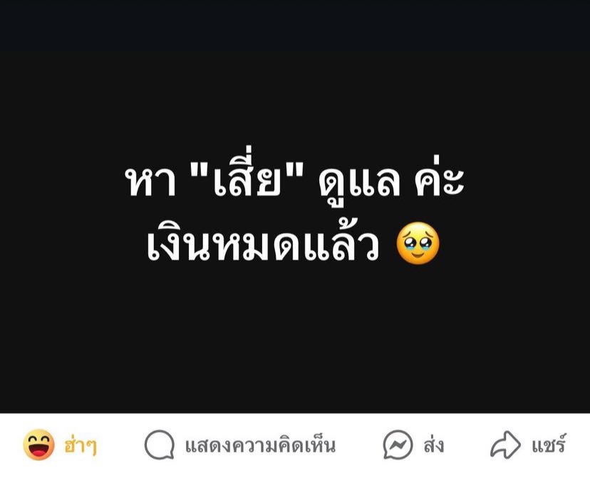 ทาสแมว tweet media