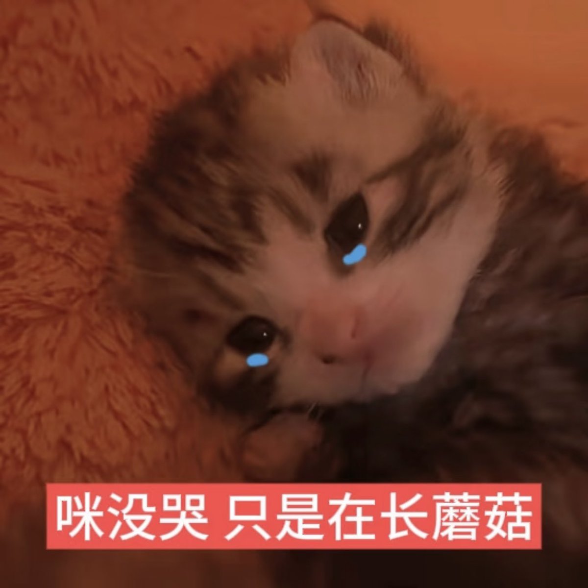 Kinoko tweet media
