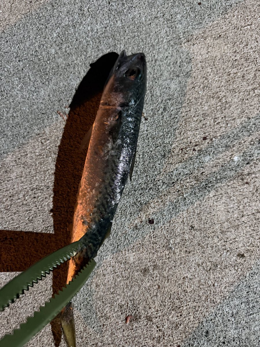 R0002Wgon's tweet photo. 昨日は久々の夜釣りへ🎣
上州屋でイソメ買っていざ🚗
思ったより風があって石巻港と出島いったけど結局女川港で😂念願のカレイ釣ることができました🤩40センチくらい✨
先輩もサバ釣ってました👍
アオイソメは苦手だけどまたカレイ釣りたい🥺猫ちゃんが懐っこくて可愛かった〜 https://t.co/D5TOrvZHOU