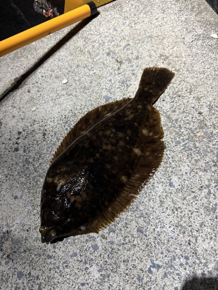 R0002Wgon's tweet photo. 昨日は久々の夜釣りへ🎣
上州屋でイソメ買っていざ🚗
思ったより風があって石巻港と出島いったけど結局女川港で😂念願のカレイ釣ることができました🤩40センチくらい✨
先輩もサバ釣ってました👍
アオイソメは苦手だけどまたカレイ釣りたい🥺猫ちゃんが懐っこくて可愛かった〜 https://t.co/D5TOrvZHOU