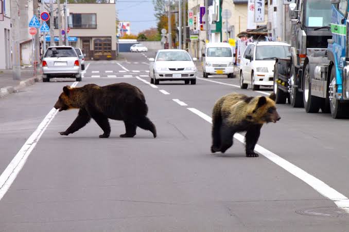 unclemurd3r's tweet photo. Japan’s bears have officially lost their minds (and their acorns). 🐻

· 238 attacks, 13 deaths – worst years ever (2025-2026)
· Why? No acorns = hangry bears skipping hibernation to raid towns.
· Abandoned farms are literally buffets💀

Serious part: Don’t run. Back away slowly. https://t.co/t4VcEV17em