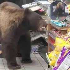 unclemurd3r's tweet photo. Japan’s bears have officially lost their minds (and their acorns). 🐻

· 238 attacks, 13 deaths – worst years ever (2025-2026)
· Why? No acorns = hangry bears skipping hibernation to raid towns.
· Abandoned farms are literally buffets💀

Serious part: Don’t run. Back away slowly. https://t.co/t4VcEV17em