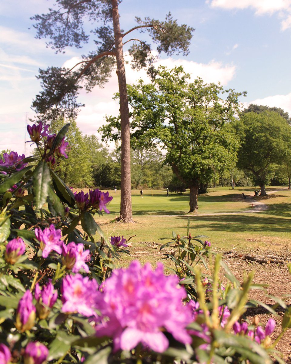 Silvermere Golf tweet media
