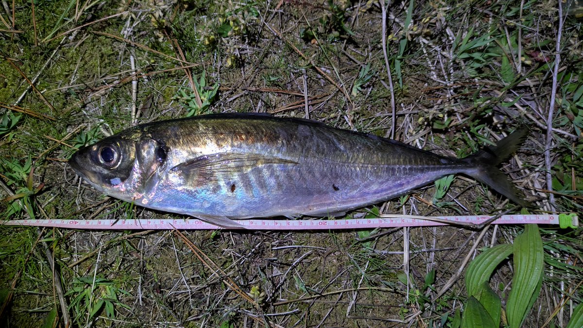 ponkotu_fish tweet picture