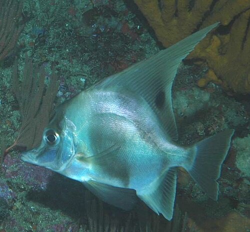3lfish tweet media