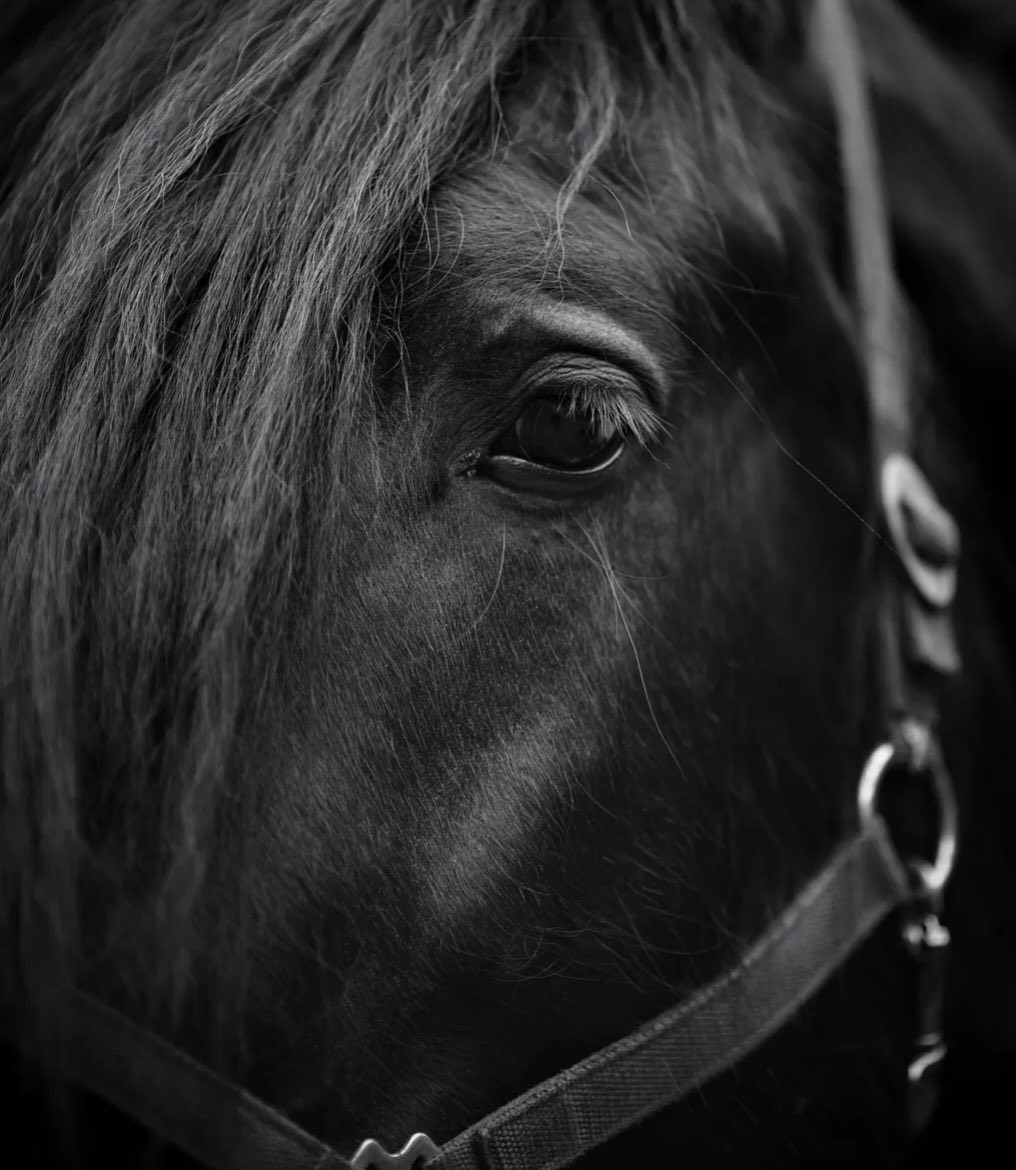 racingwrongs's tweet photo. “Most exciting two minutes in sports”?

Tell that to the horses who didn’t make it off the track.

This is what the cameras cut away from.

Watch. Then decide where you stand.

 #EndHorseracing #HorseracingKillsHorses #KentuckyDerby 
#HorseracingWrongs 

https://t.co/2ZI14G2tAq https://t.co/MoJUhZSRVN