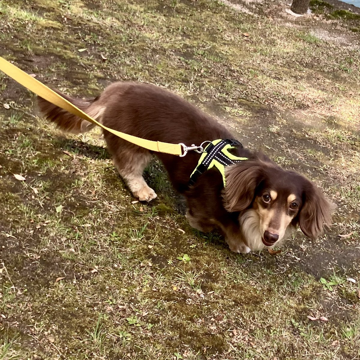 zoosashi's tweet photo. ノエちゃんとたくさんお散歩して、両親ともゆっくり過ごして、楽しいGW帰省でした😊
お盆はスペイン旅行に行くけぇ、次に帰れるのは年末かなー

ノエルはずっと玄関の方見て伏せったまま待ってくれてるらしい😭😭😭 https://t.co/37TqeO8qy5