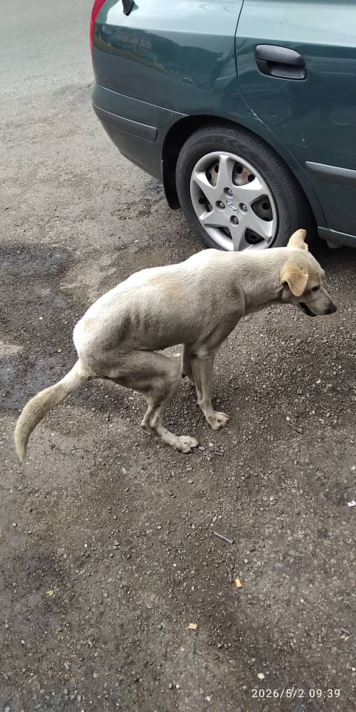Reporta <a href="/beatriz_0708/">Beatriz De Sousa</a>: me reportan 3  perritas comunitarias que hacen vida íen el farmatodo la matica los Teques enfrente del concesionario de carros . Una de ellas presenta esta condición y no quiere comer. Se necesita atención veterinaria urgente.