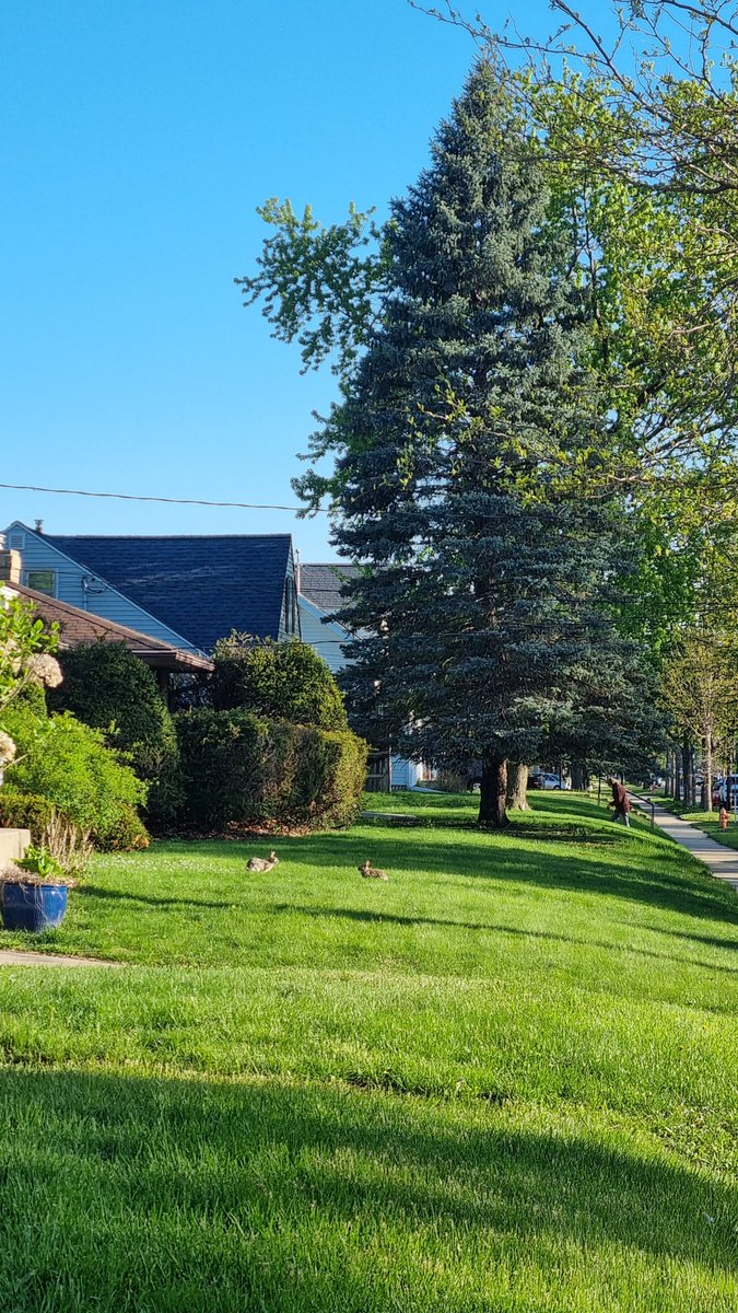 konstantinov_ie's tweet photo. It is a beautiful morning in Rochester, MN. https://t.co/lS23wQuuyO