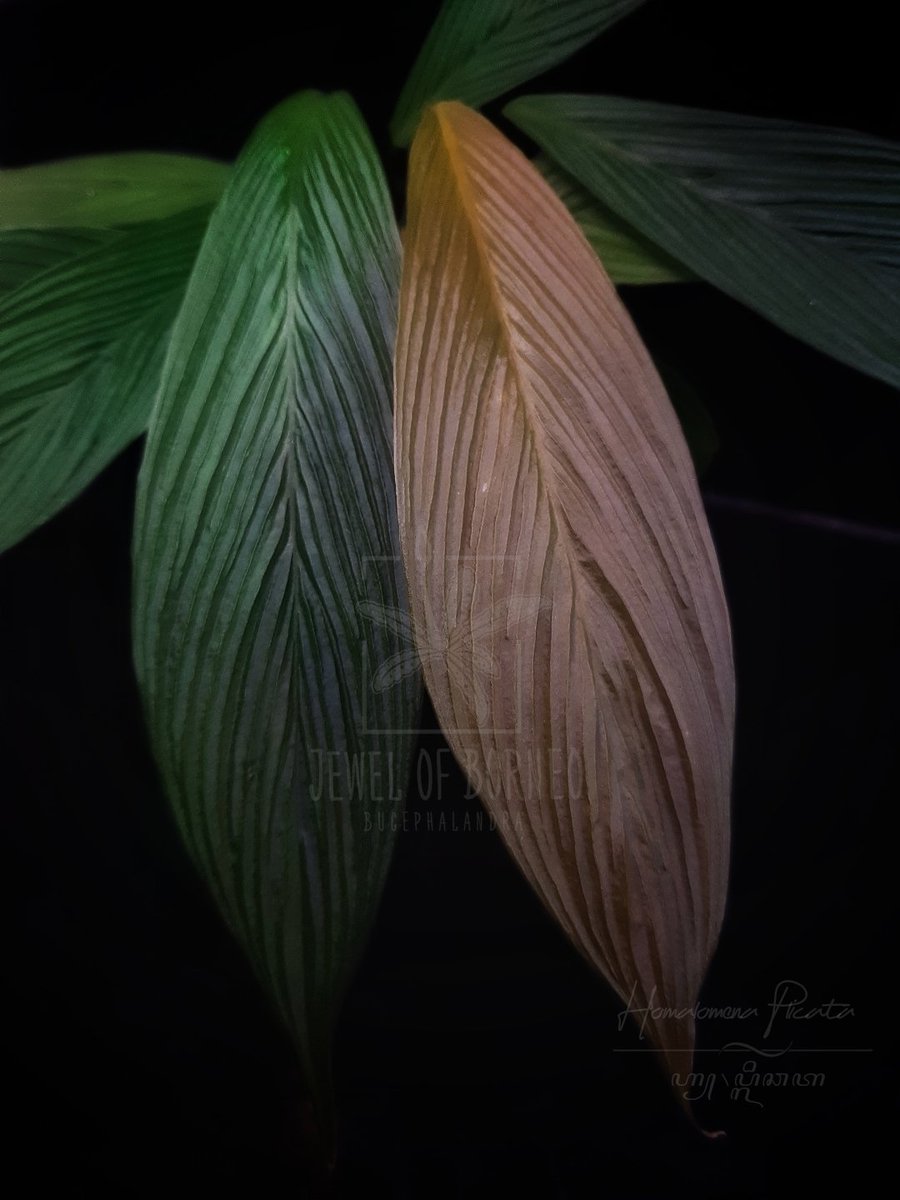 Jewelofborneo's tweet photo. Homalomena plicata from aceh.
✈️Shipping world wide
Phytosanitary and 100% legal!!
Dm for information
-
-
-
-
-
-
-
#bucephalandra #buce #jewelofborneo #jobb #aroid #ブセファランドラ #부세파란드라 #homalomena #ホマロメナ #jungleplant #schismatoglottis https://t.co/bLVar1LBR2