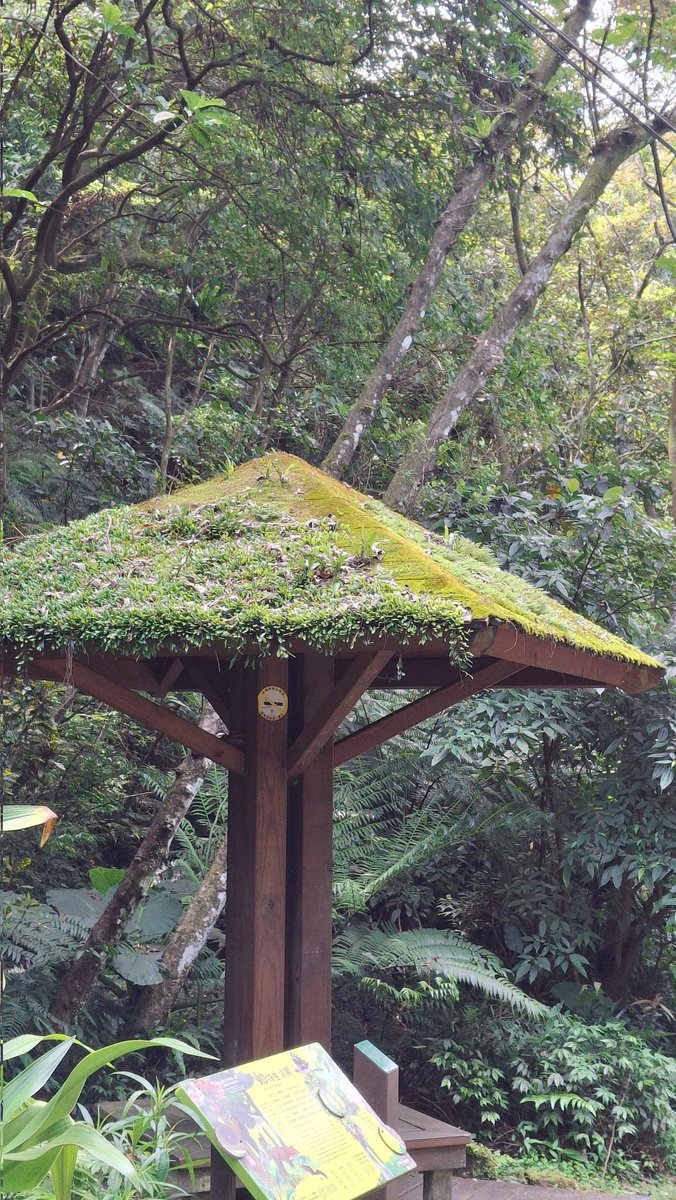 いい感じの苔🌱
