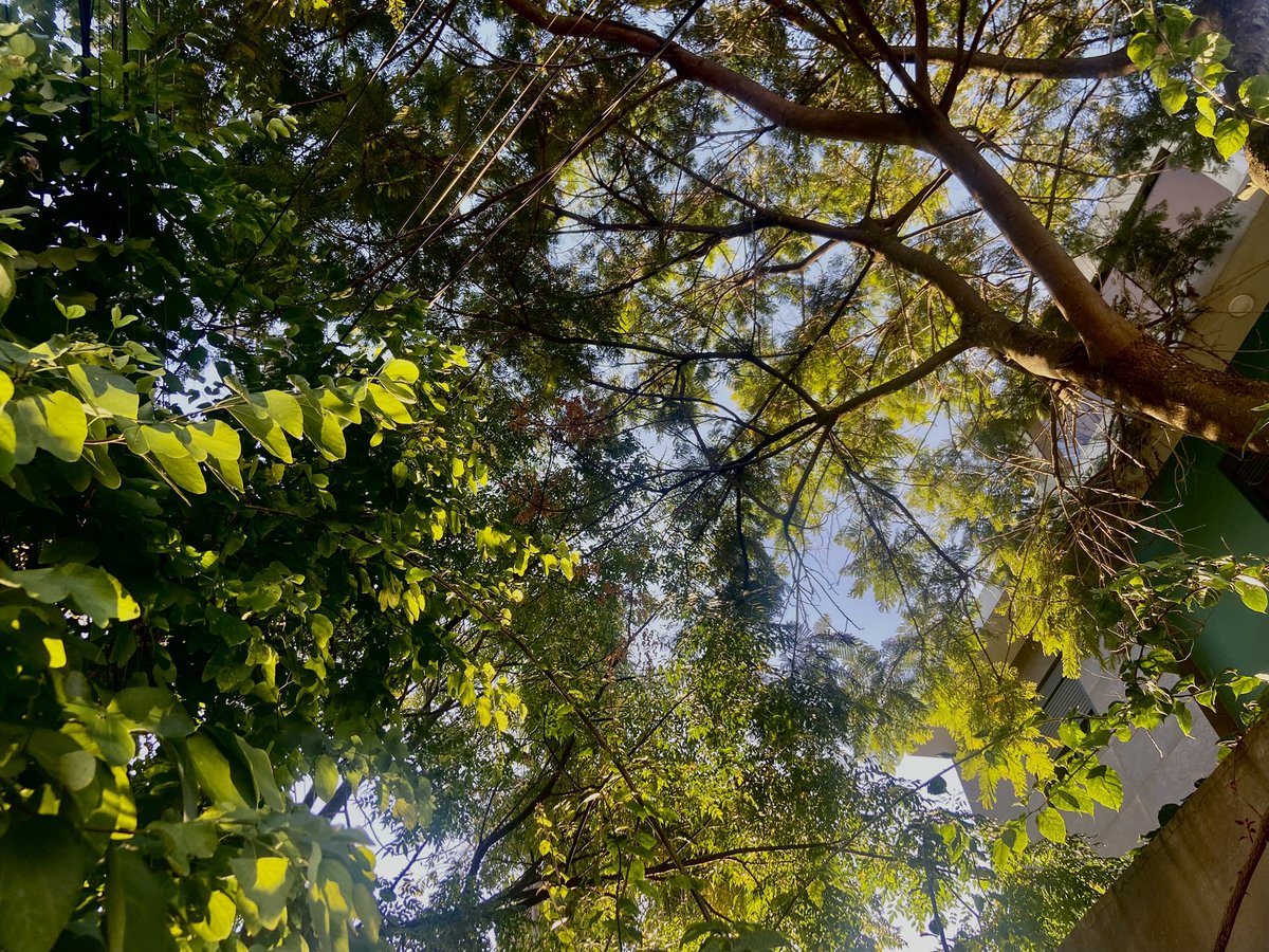 poiesiscom's tweet photo. quando abri as janelas e olhei o jardim fresco e calmo aos primeiros fios de sol, tive a certeza de que não há mesmo nada a fazer senão viver. https://t.co/PhBAiyeXod