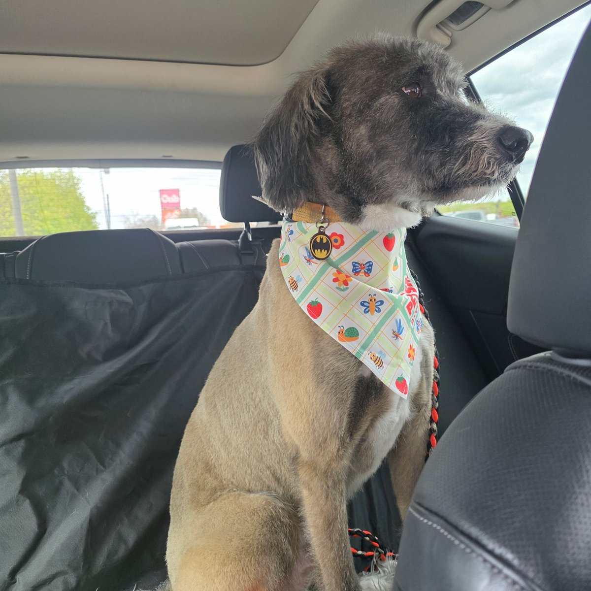 improvmookie's tweet photo. Our good boy Mr. Henson got groomed and in this light, his head and his undercoat are two different colors. https://t.co/Ym0zW7H6i1