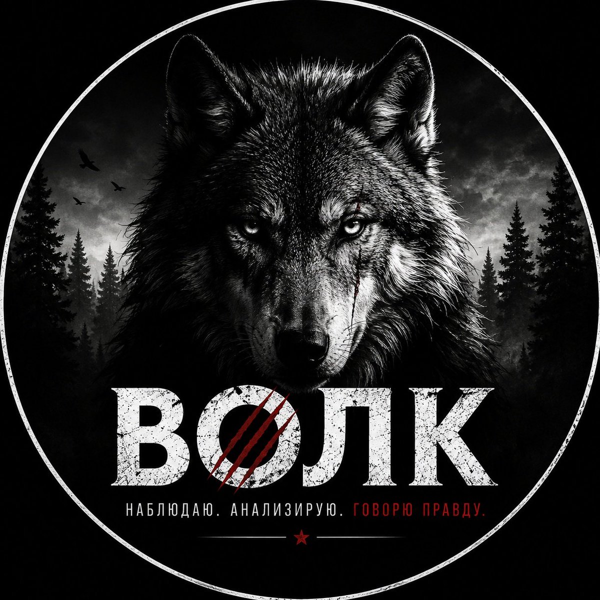 Волк tweet media