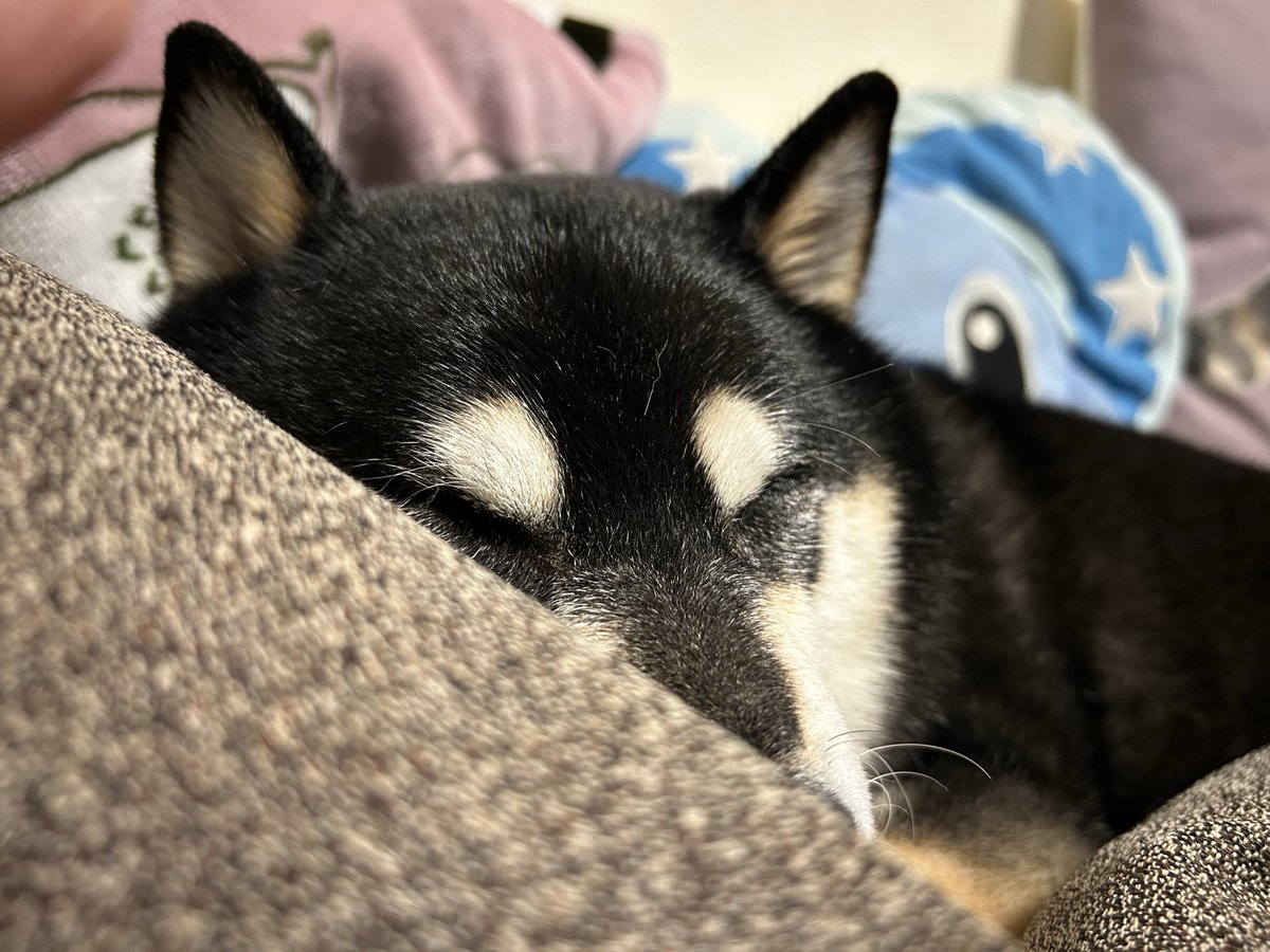 toshimit2's tweet photo. 午前3時に誰かが顔を覗き込んでいる気配を感じて���を開けたところすーちゃんだったので、起きて導かれるまま庭に出してウンチングを見守り、💩ハイで走り回るのを宥めて部屋に入れお尻を拭き、ベッドに戻したのが今朝のこと。今日は散歩で💩せず。また夜中に起きたりしないでね。頼むわ！ https://t.co/5fBQ5hoA69