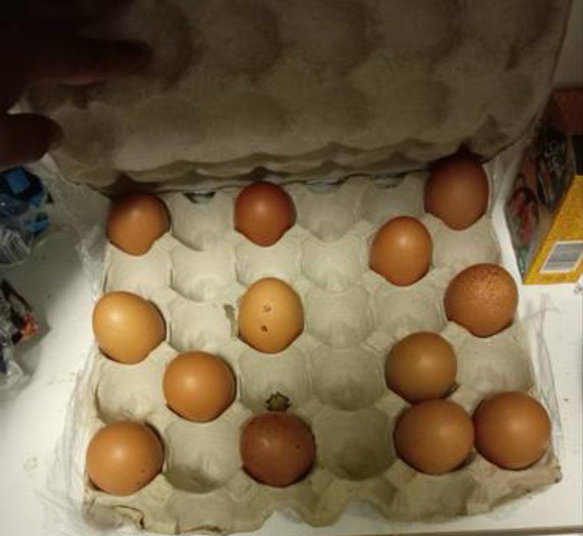 Zandie_V's tweet photo. The aim is for the eggs to never know who is next🤣🤣🤣 https://t.co/gNR82Hgzmz