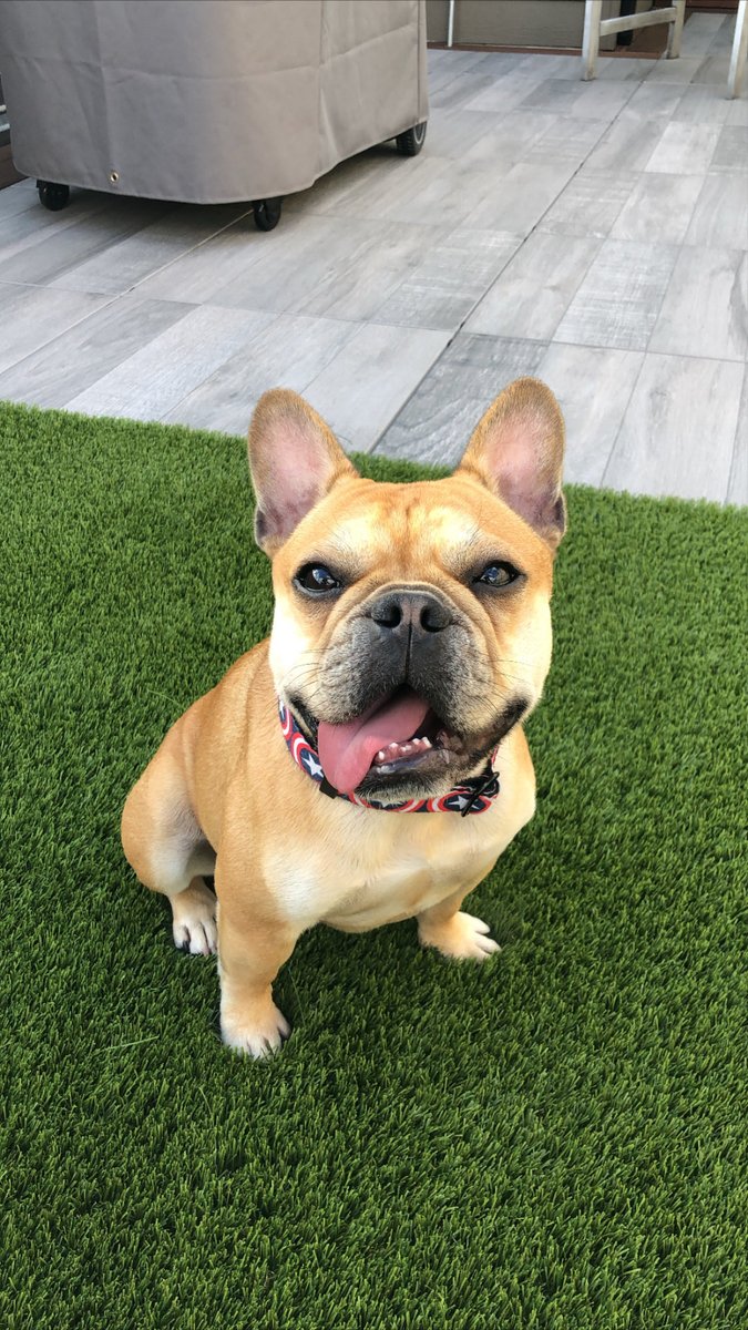 BriGiblin's tweet photo. @tru_fru Crosby is the goodest boy! https://t.co/46p9c4DFrF