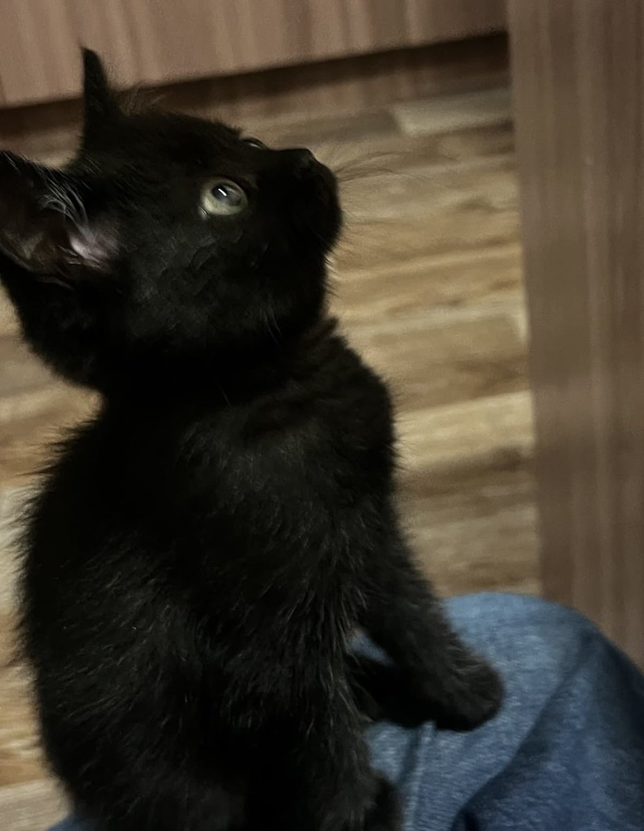 Black cats are not bad luck tweet media