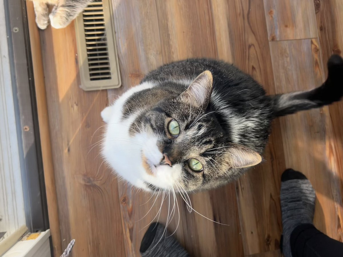straykidtwit's tweet photo. @tru_fru This is Meatball and he loves fruit https://t.co/VjBCDSrpRQ