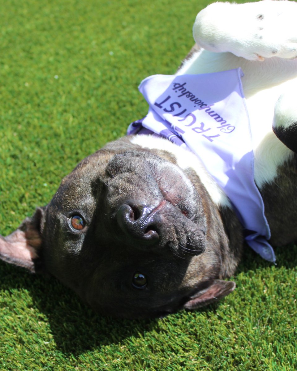 Humane Society of Charlotte tweet media