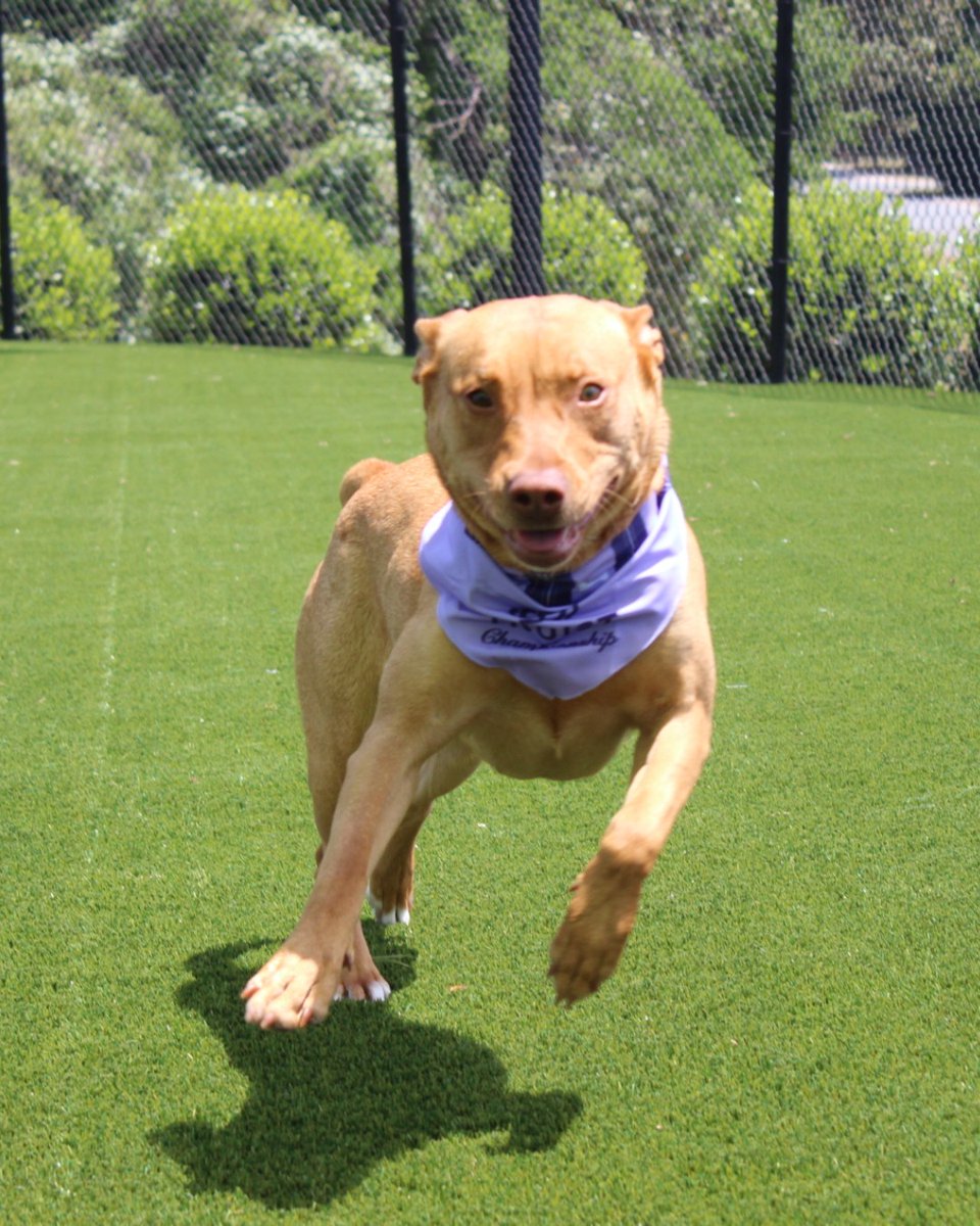 Humane Society of Charlotte tweet media