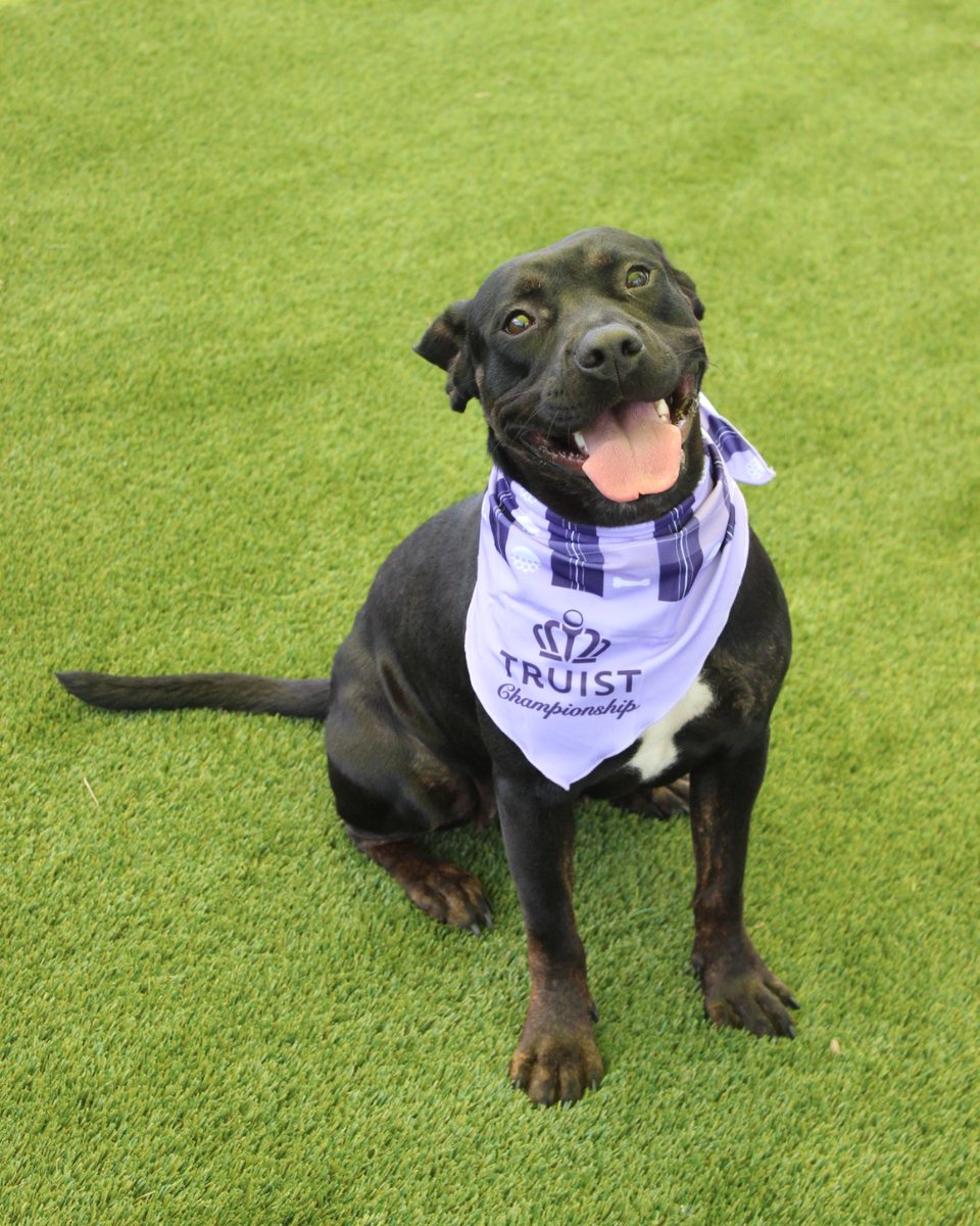 Humane Society of Charlotte tweet media