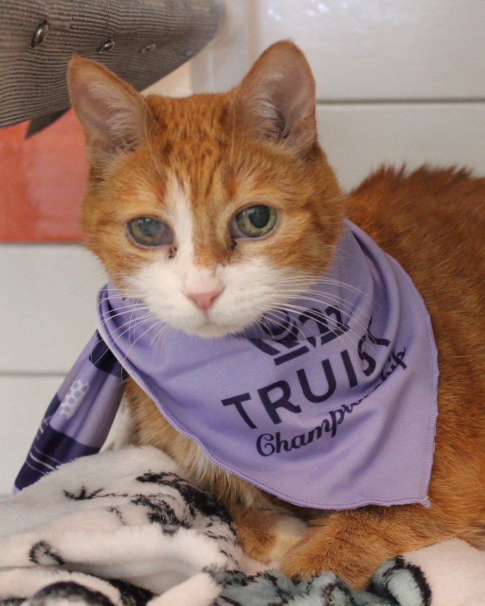 Humane Society of Charlotte tweet media