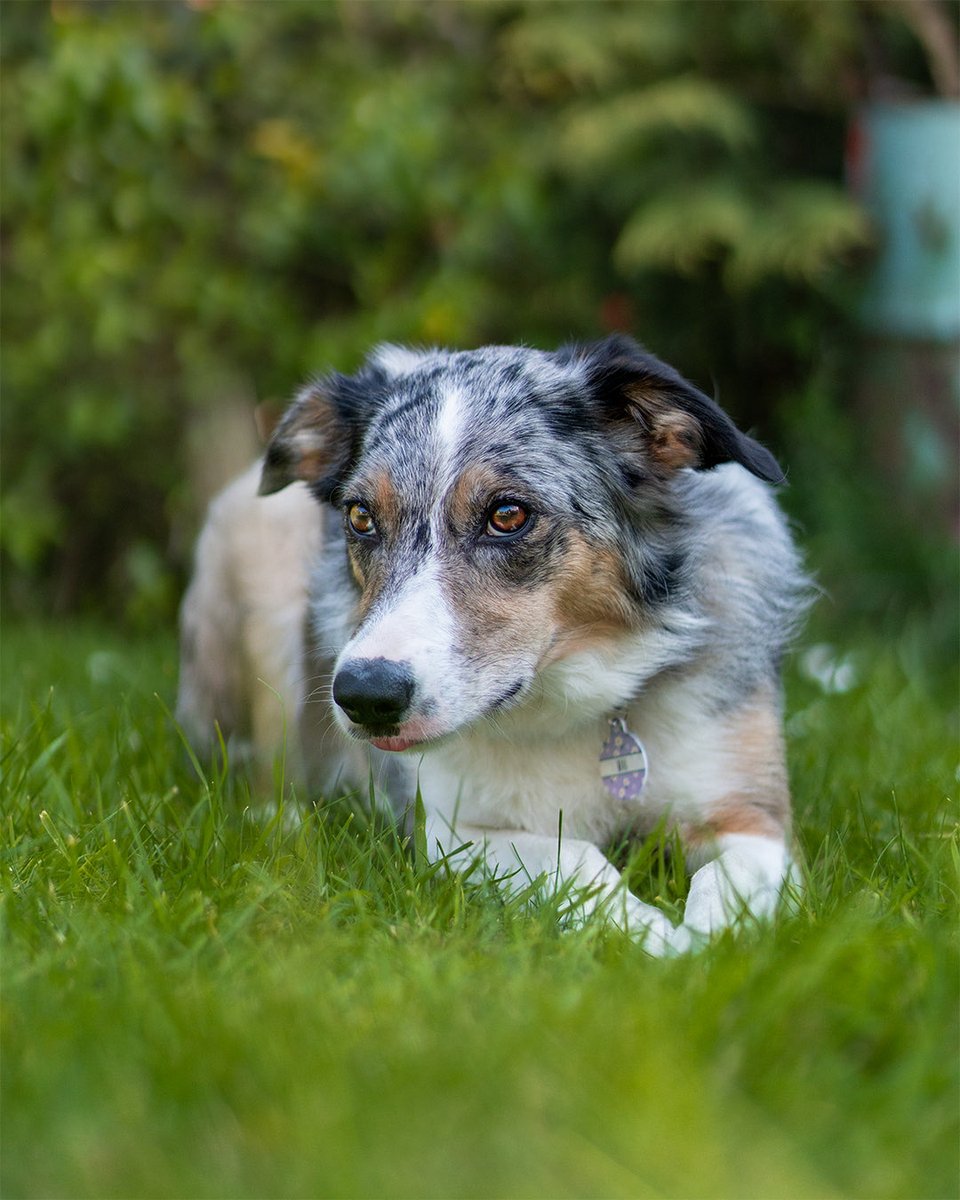 JolinaWolf's tweet photo. All the greeeeeeeen 💚

#dogphotography https://t.co/4wXUMFLRaJ