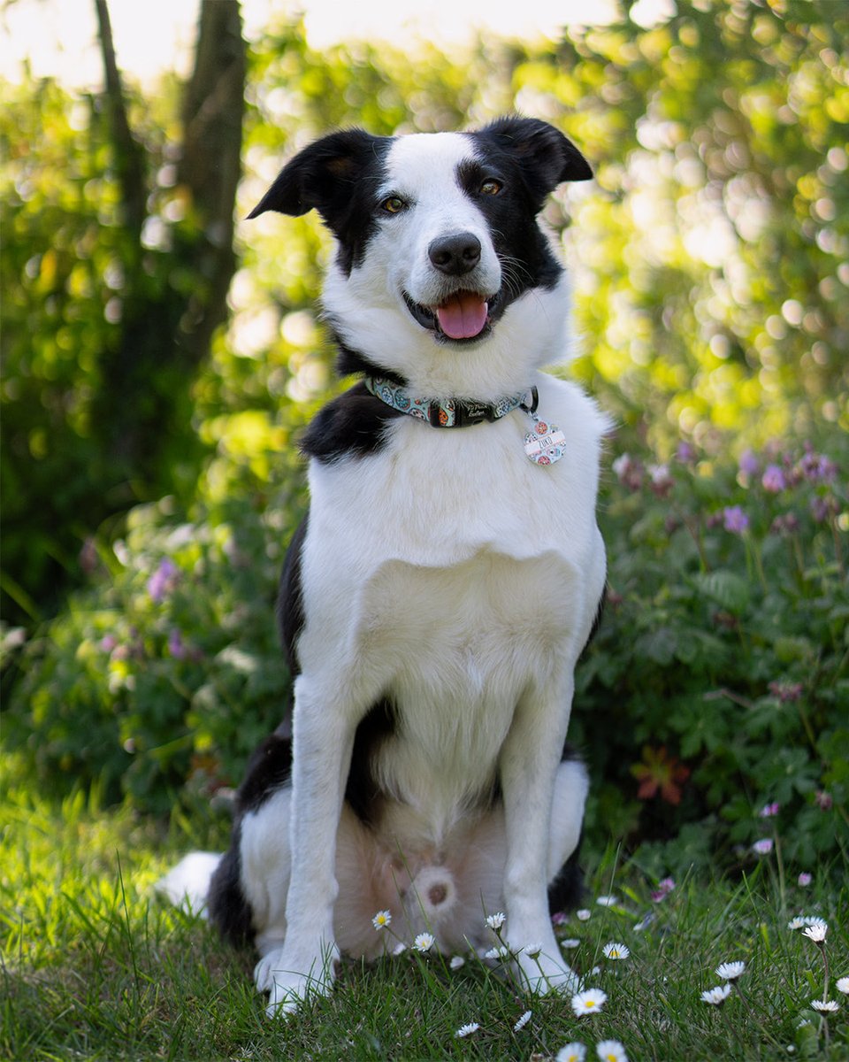JolinaWolf's tweet photo. All the greeeeeeeen 💚

#dogphotography https://t.co/4wXUMFLRaJ