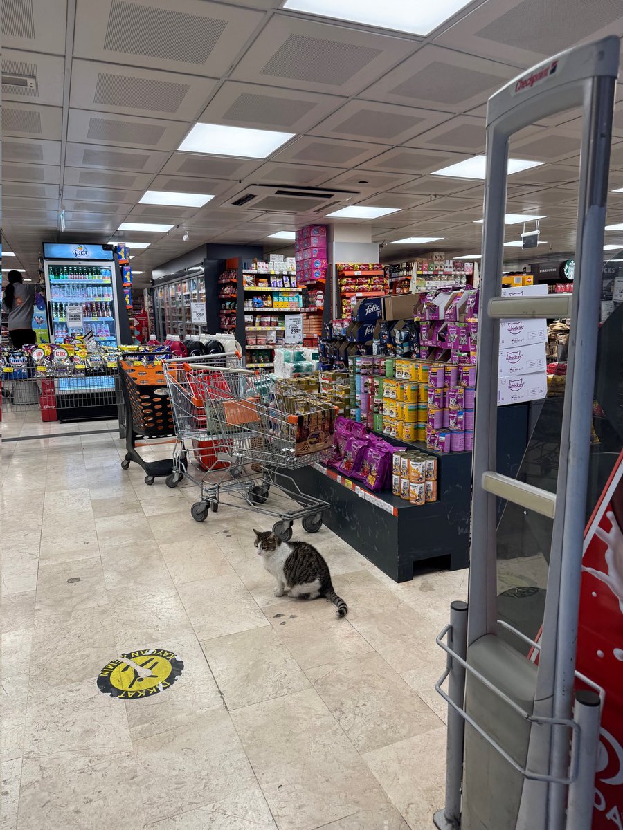 Kedi Tehlikesi tweet media