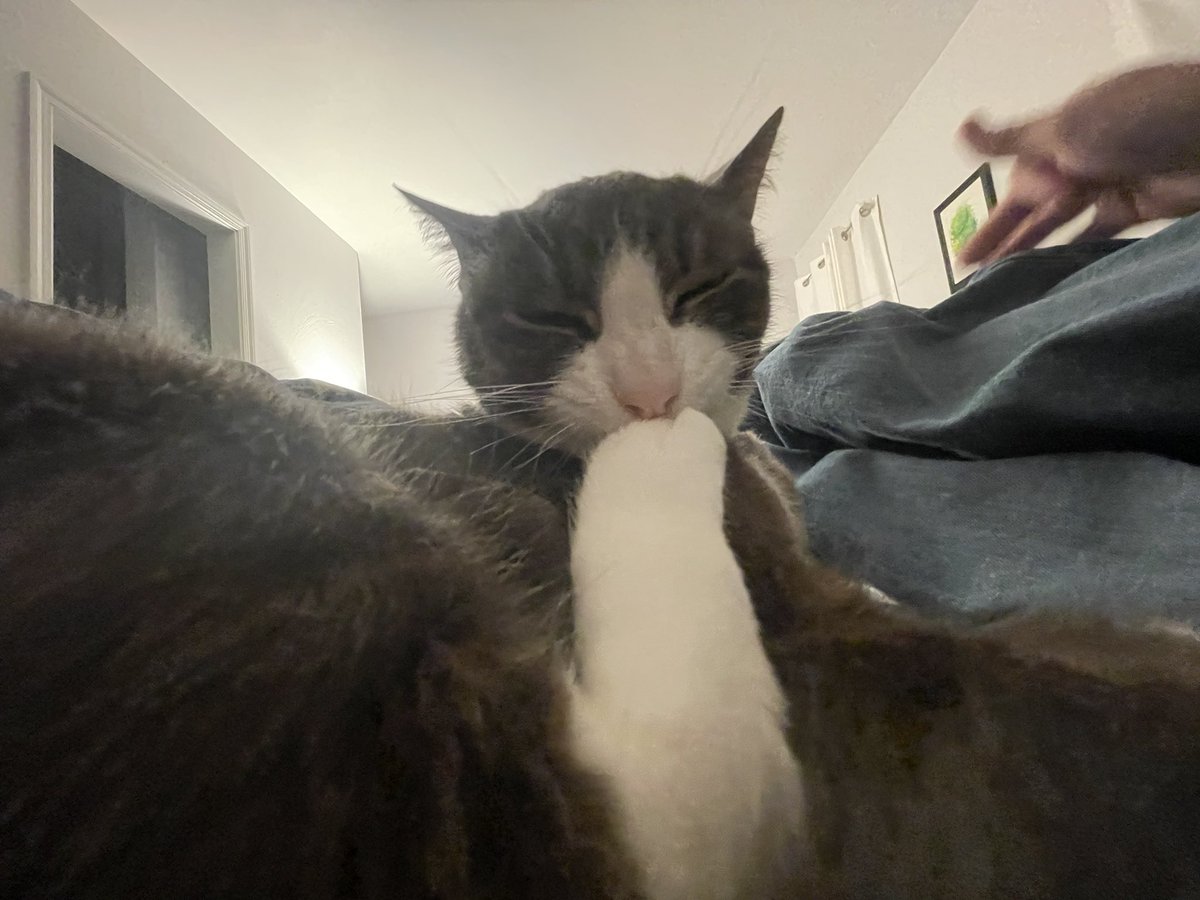 catsnotababe's tweet photo. @tru_fru https://t.co/smrF22wdws