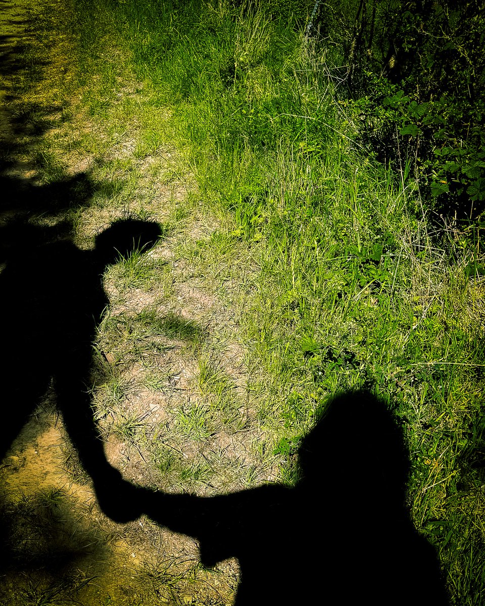 alexjameshq's tweet photo. Last spring bulbs, resident Red Kite and an evening walk with the Mrs.

#LifeOnTheFarm #BirdWatch #SpringToSummer https://t.co/IRpl1Peudu